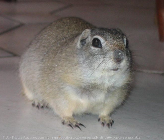 Photo de Chien de prairie