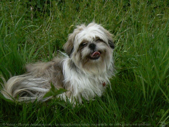 Photo de Shih tzu