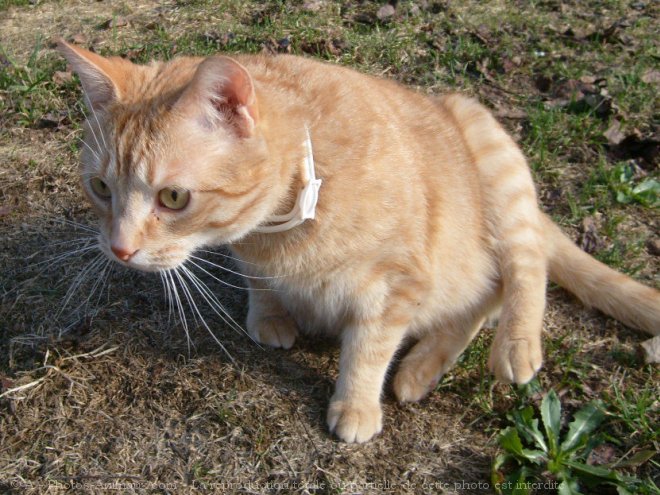 Photo de Chat domestique