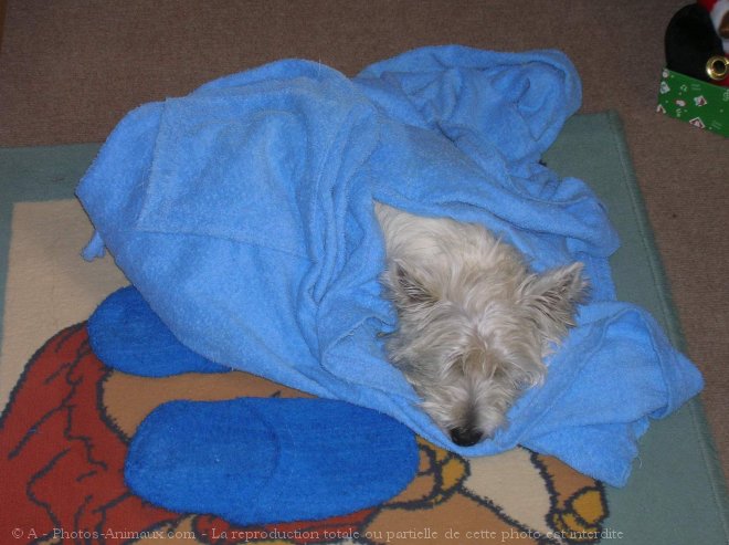 Photo de West highland white terrier