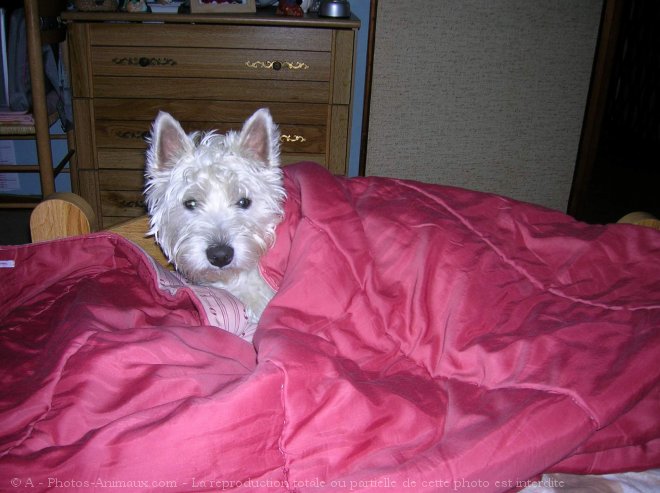 Photo de West highland white terrier