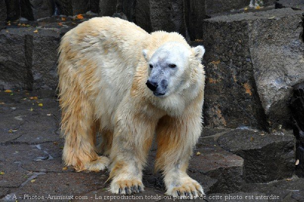 Photo d'Ours