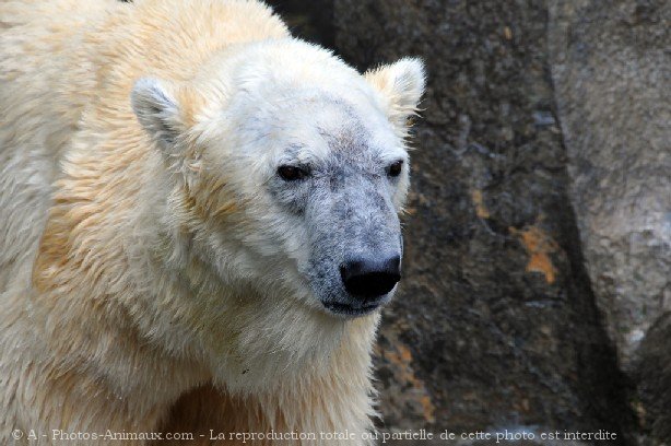 Photo d'Ours