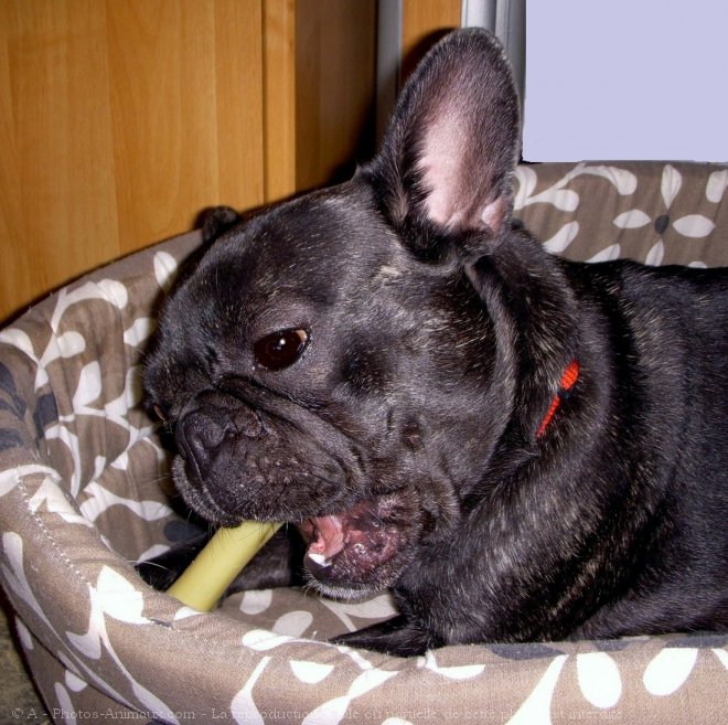 Photo de Bouledogue franais