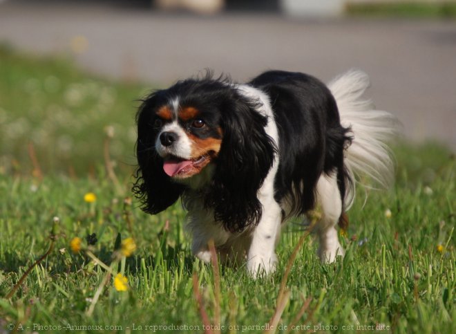 Photo de Cavalier king charles spaniel