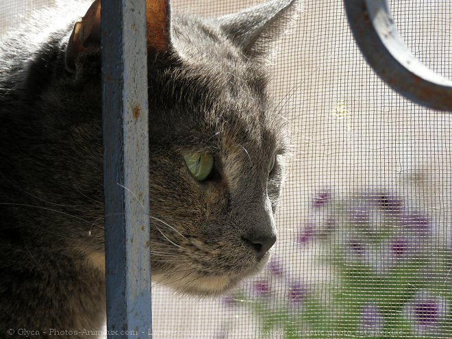 Photo de Chat domestique