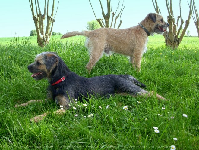 Photo de Border terrier