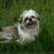 Photo de Shih tzu