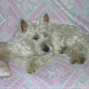 Photo de West highland white terrier