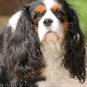 Photo de Cavalier king charles spaniel