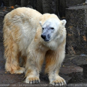 Photo d'Ours