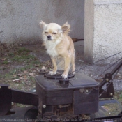 Photo de Chihuahua  poil long