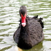 Photo de Cygne