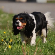 Photo de Cavalier king charles spaniel