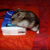 Photo de Hamster