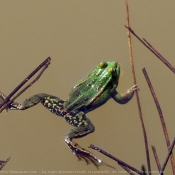 Photo de Grenouille