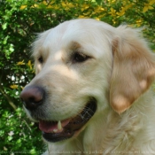 Photo de Golden retriever