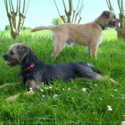 Photo de Border terrier