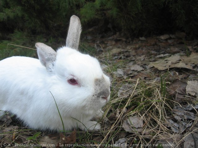 Photo de Lapin