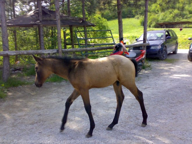 Photo de Quarter horse