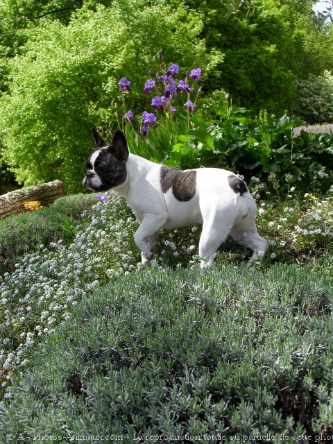 Photo de Bouledogue franais