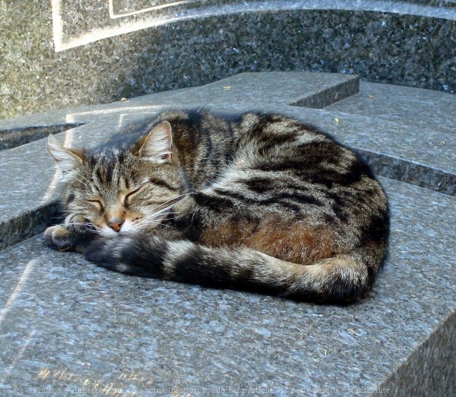 Photo de Chat domestique