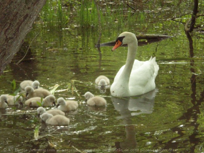 Photo de Cygne