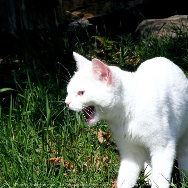 Photo de Chat domestique