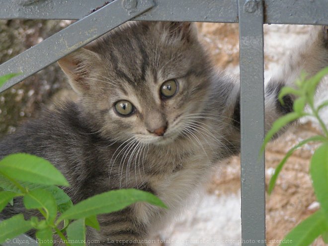 Photo de Chat domestique