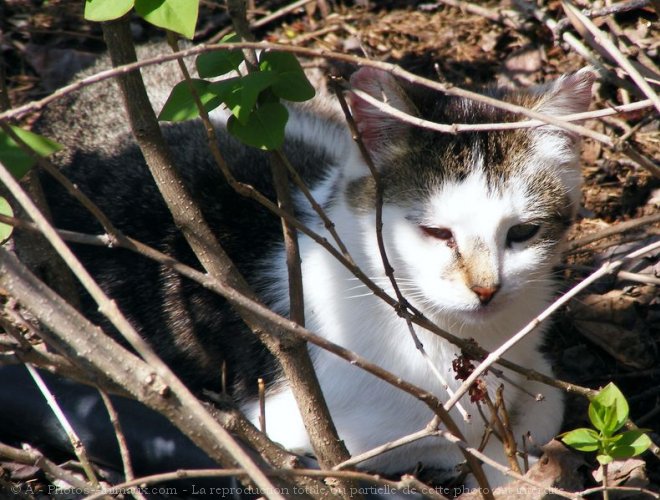 Photo de Chat domestique