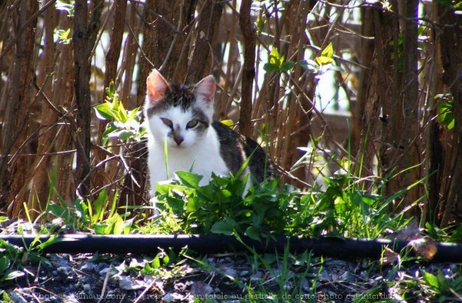 Photo de Chat domestique