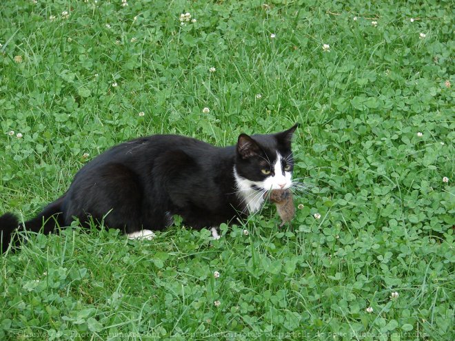 Photo de Chat domestique