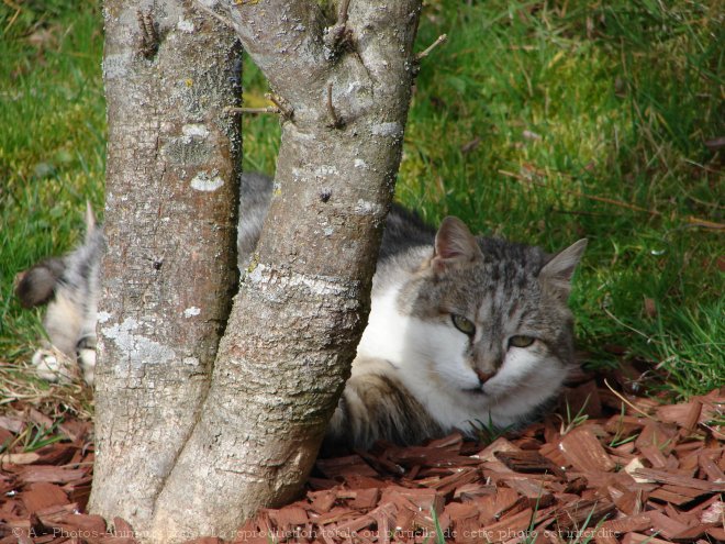 Photo de Chat domestique