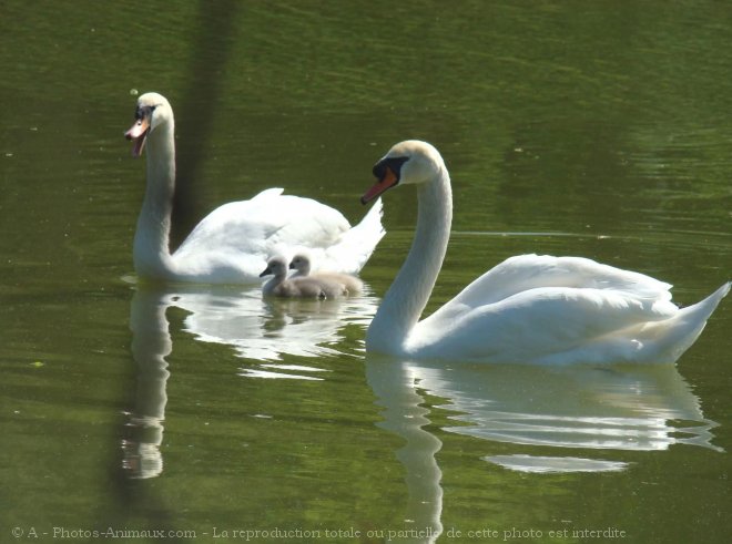 Photo de Cygne