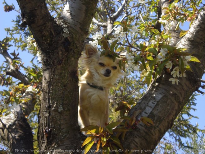 Photo de Chihuahua  poil long