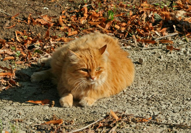 Photo de Chat domestique