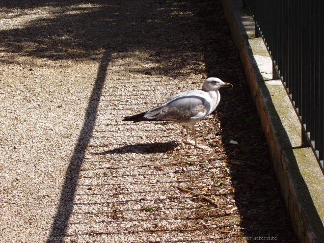 Photo de Mouette