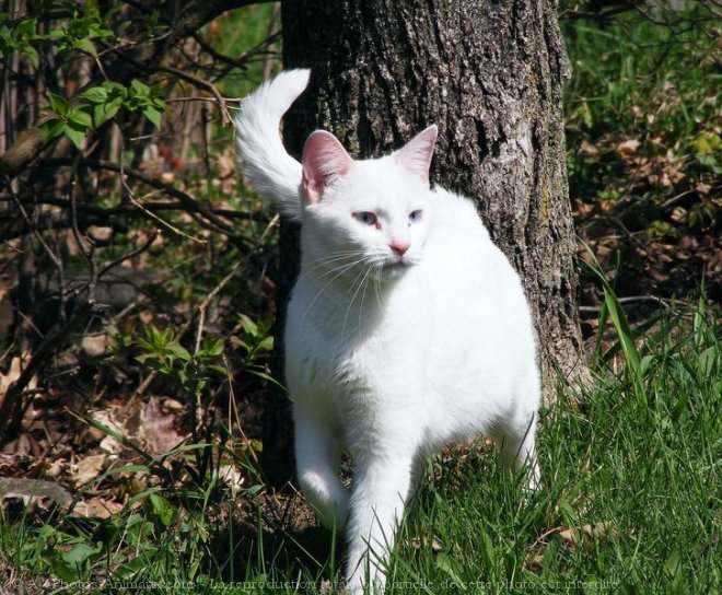 Photo de Chat domestique