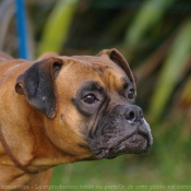 Photo de Boxer