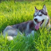 Photo de Husky siberien