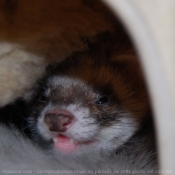 Photo de Furet