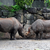 Photo de Rhinocros