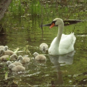 Photo de Cygne