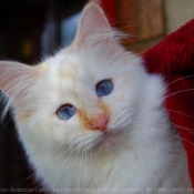 Photo de Sacr de birmanie