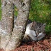 Photo de Chat domestique