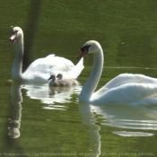 Photo de Cygne