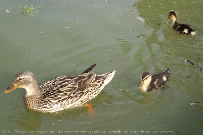 Photo de Canard