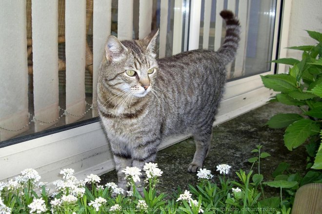 Photo de Chat domestique