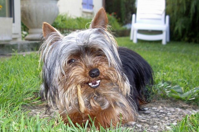 Photo de Yorkshire terrier