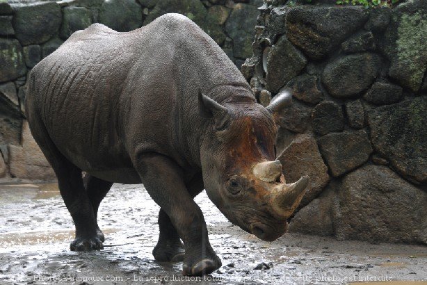 Photo de Rhinocros